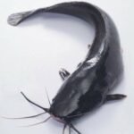 Frozen whole catfish*