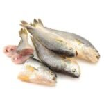 frozen cut croaker fish