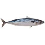Mackerel /Titus frozen fish