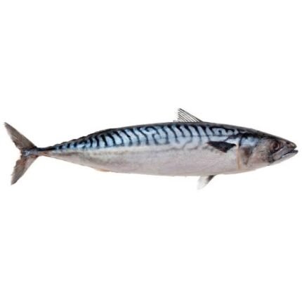 Mackerel /Titus frozen fish